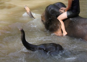 Elephant Experience, Spicy Villa eco-lodges, Chiang Mai, Thailand Elephant Experience, Spicy Villa eco-lodges, Chiang Mai, Thailand