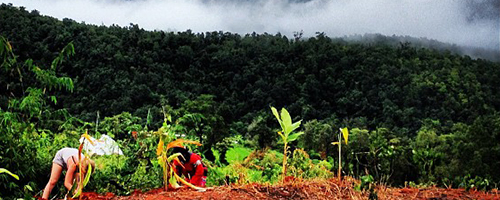 Organic Farm at spicy Villa Eco-Lodges