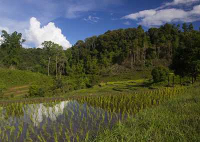 Rice fields