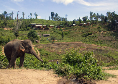 Elephant and bungalows