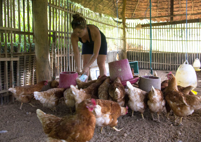 Chicken coop