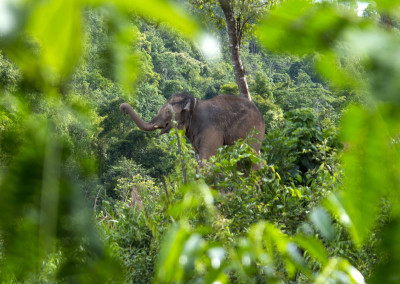 Elephant in the forrest