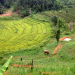 Elephant in rice fields