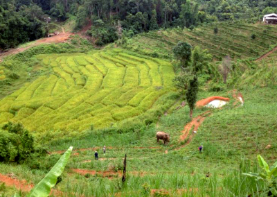 Elephant in rice fields