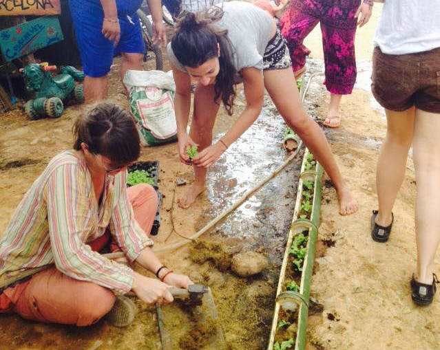 Planting seedlings in bamboo stems