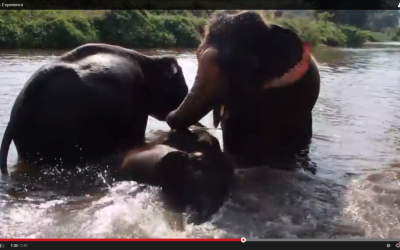 Elephant experience – Video from our guests