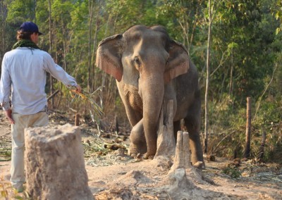 Mik feeding an elephant
