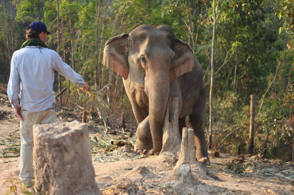 Mik feeding an elephant