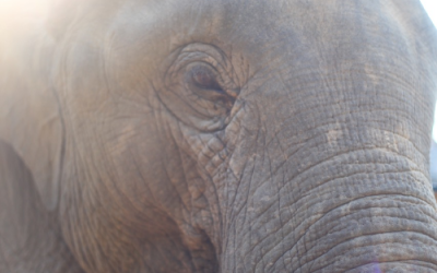 Elephant experience – a blog post from our guests