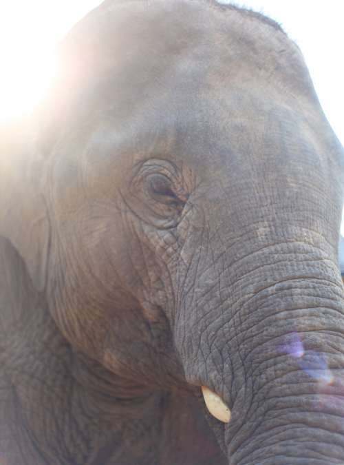 Elephant experience – a blog post from our guests